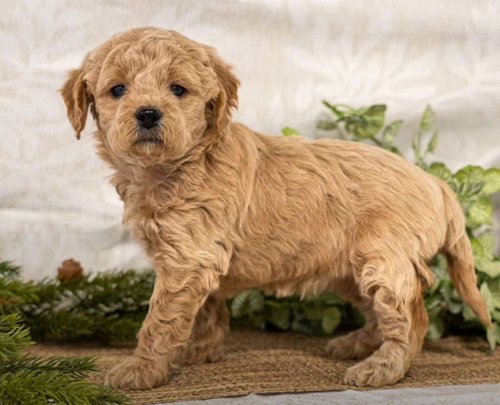 Mini Goldendoodle - Stacey