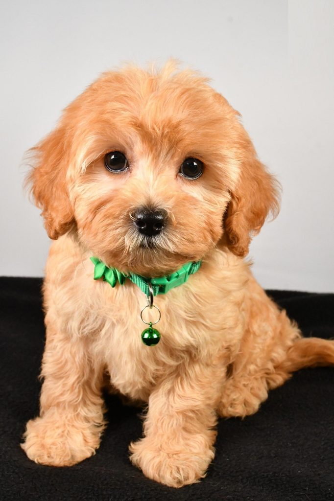 F1B Cavapoo - Sadie