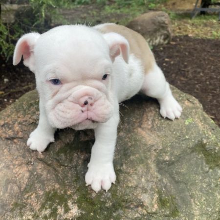 Penelope - Female English Bulldog puppy