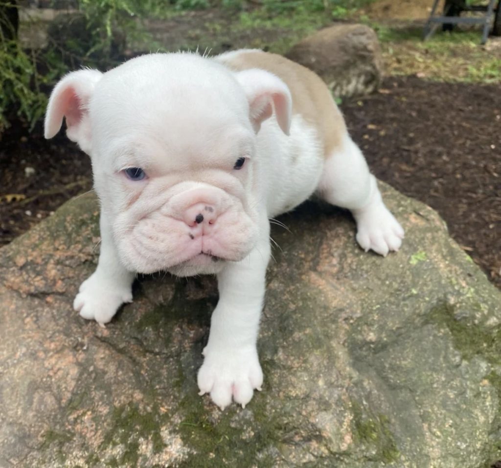 Penelope - Female English Bulldog puppy