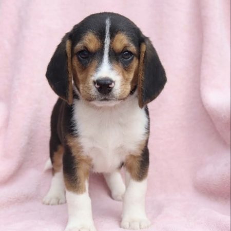 Emma - Female Beagle puppy