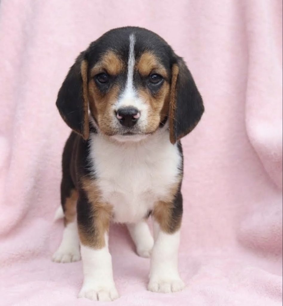 Emma - Female Beagle puppy