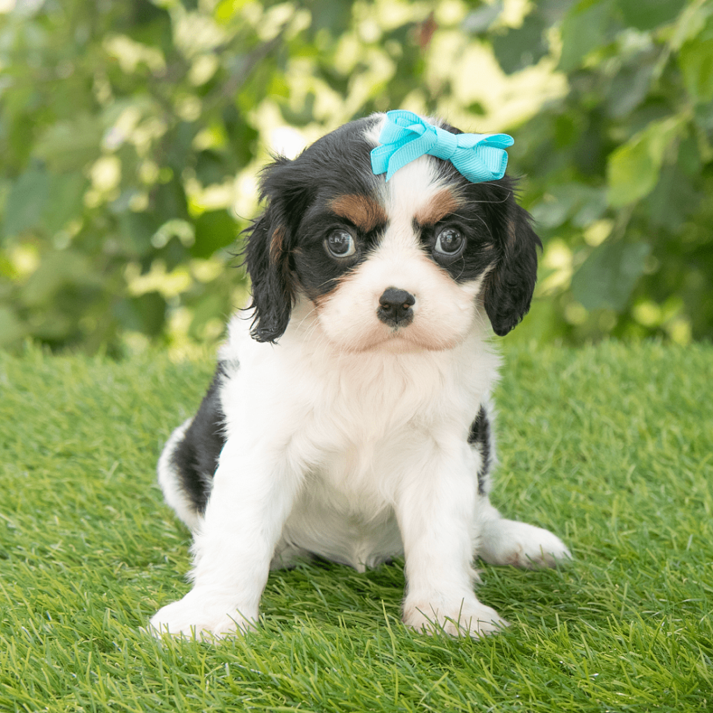 Cavalier King Charles - Blossom
