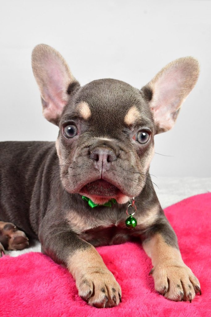 French Bulldog -  Ivy