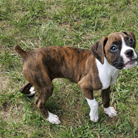Rosie - Female Boxer puppy