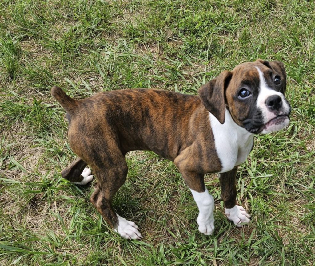 Rosie - Female Boxer puppy