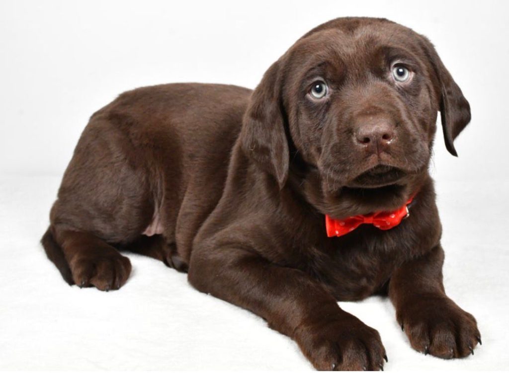 Labrador Retriever - Harry