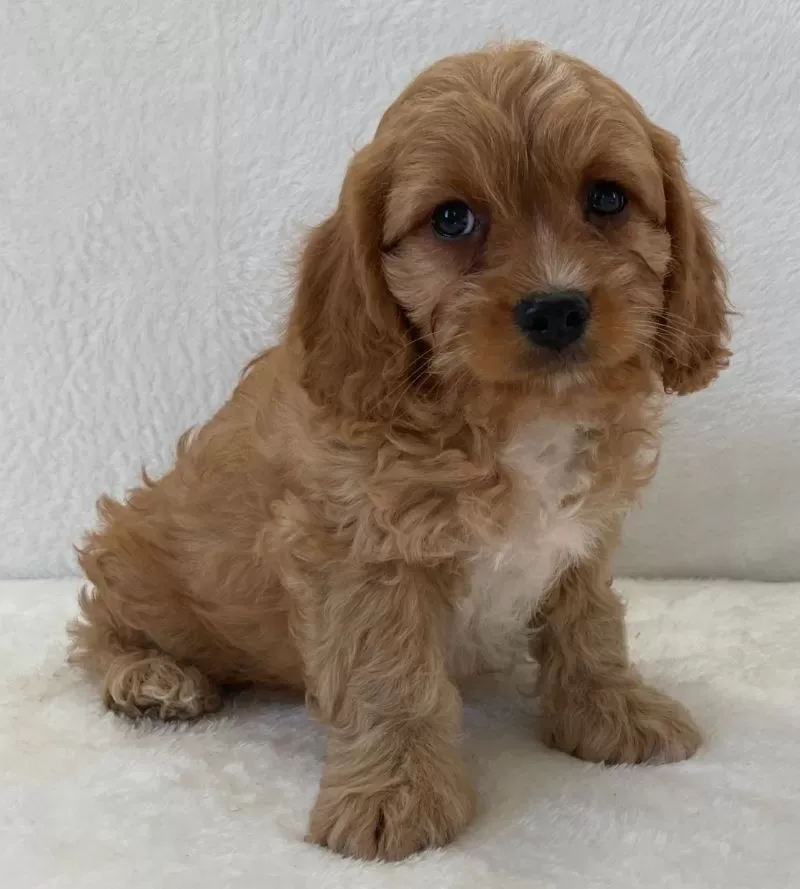 Cavapoo- Griffin