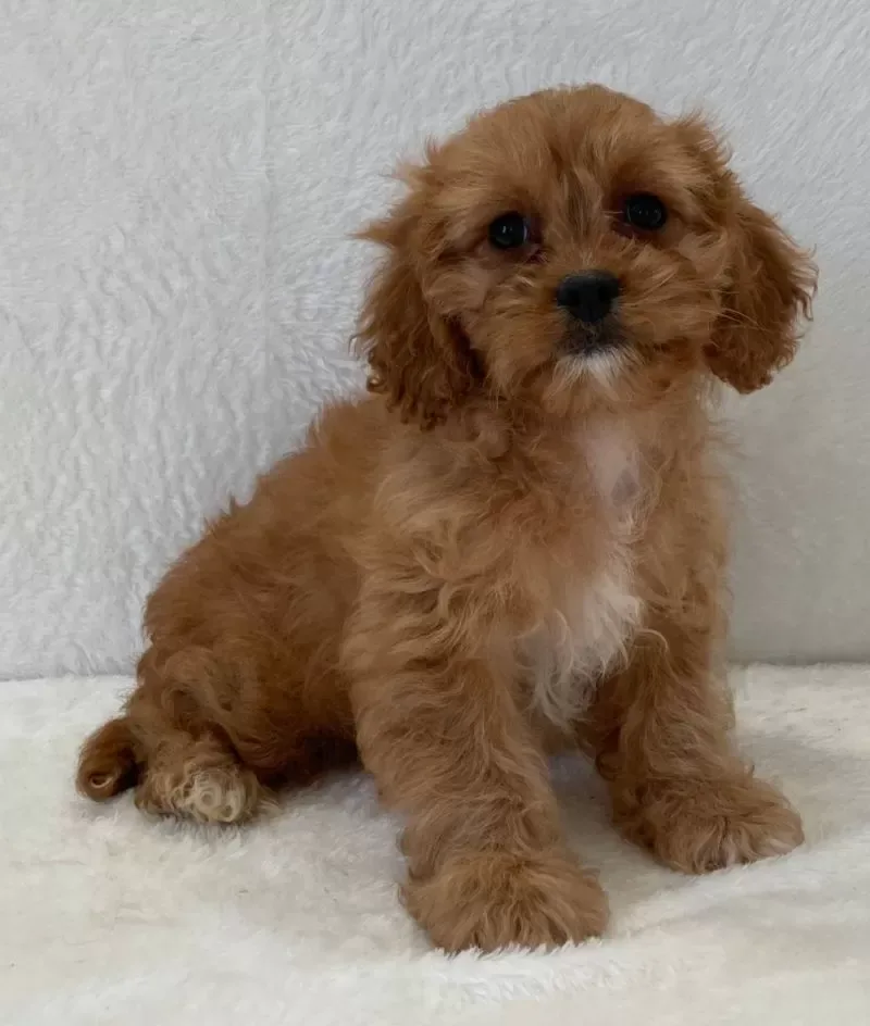 Cavapoo - Gigi