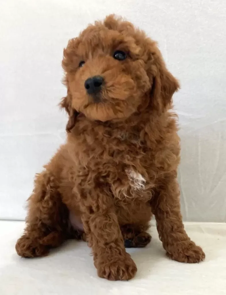 Mini Goldendoodle - Haylow