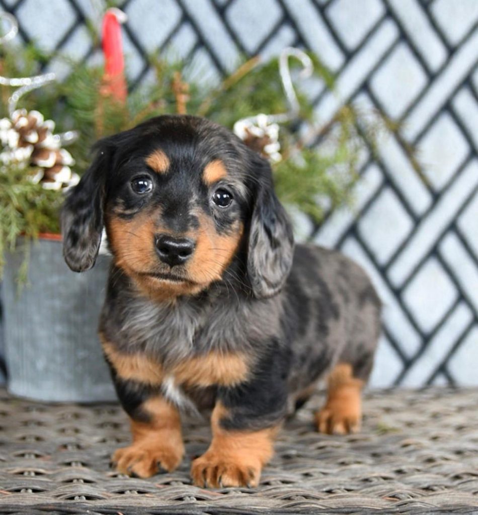Mini Dachsund - Charlotte