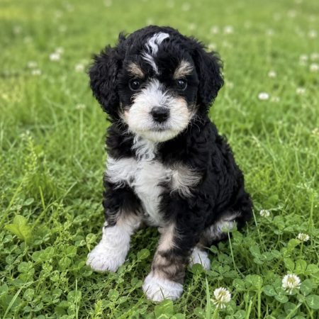Roxie - Female Mini Bernedoodle puppy