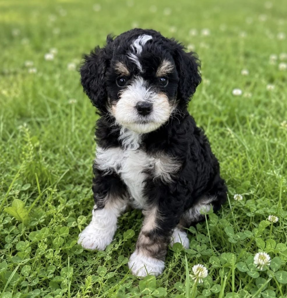 Roxie - Female Mini Bernedoodle puppy