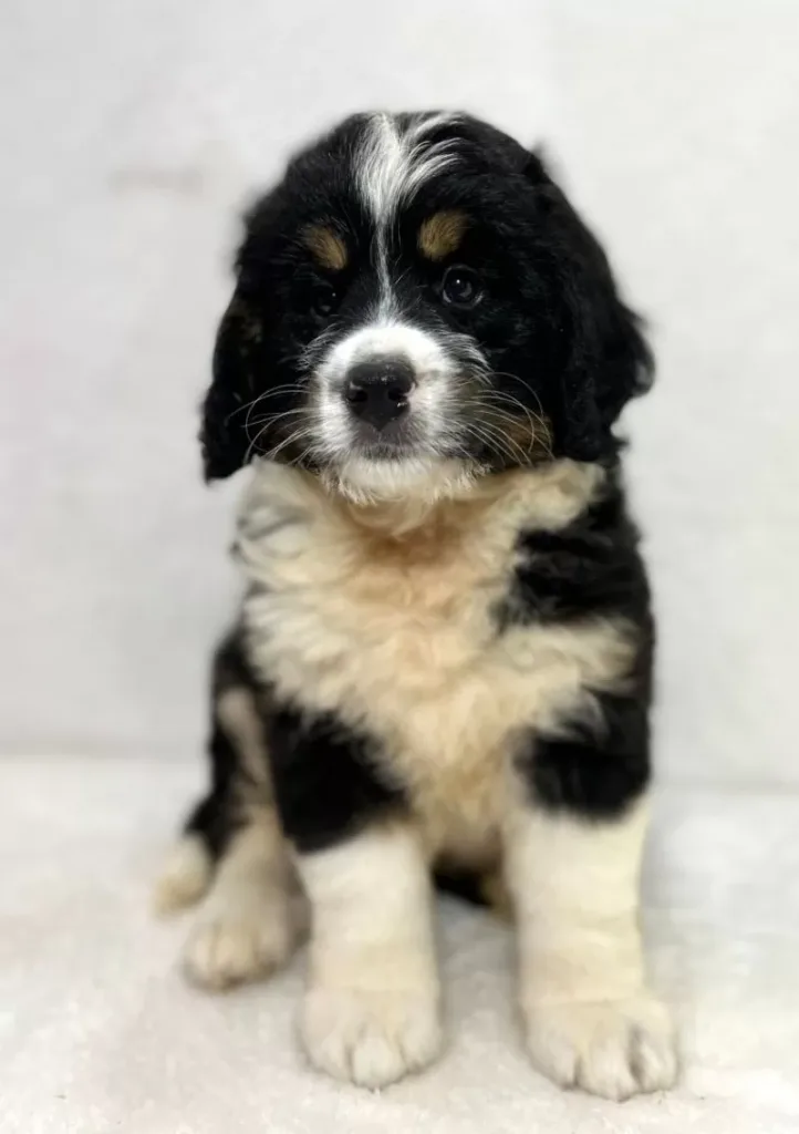 Mini Bernedoodle - Forrest