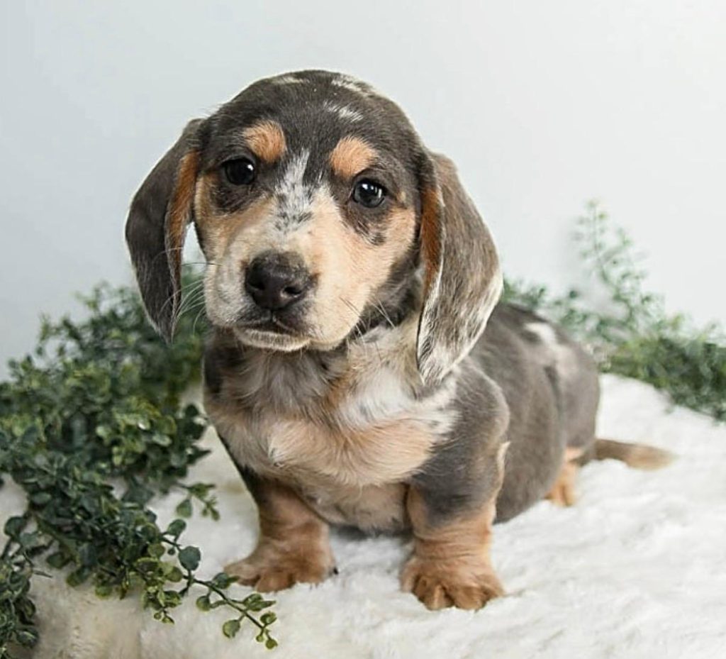 Mini Dachsund - Mikey