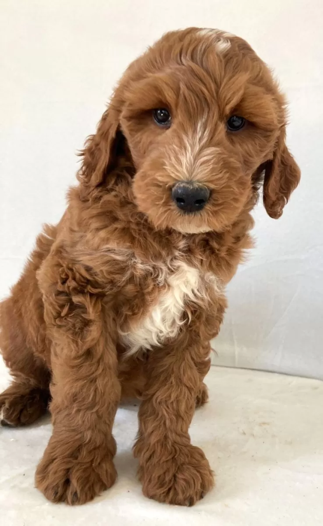 Goldendoodle - Floyd