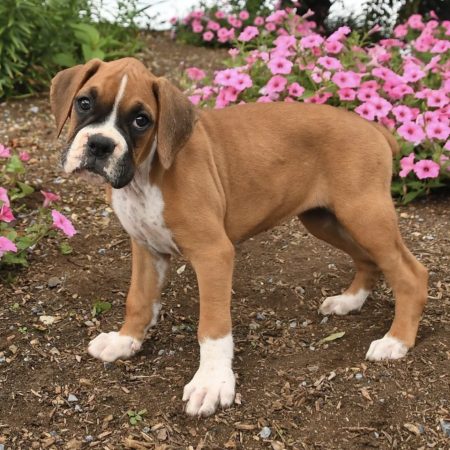 Mike - Male Boxer puppy