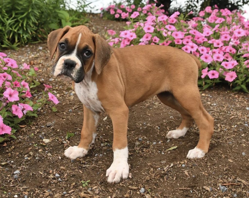 Mike - Male Boxer puppy