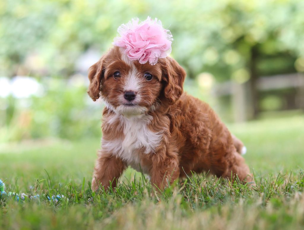 Cavapoo - Flower