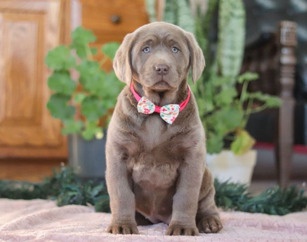 Labrador Retriever - Daisy