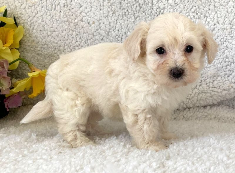 Maltipoo - Betty
