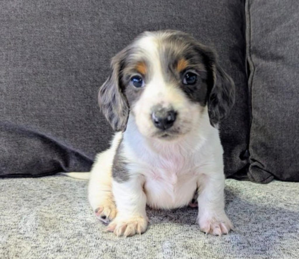 Mini Dachsund - Jose