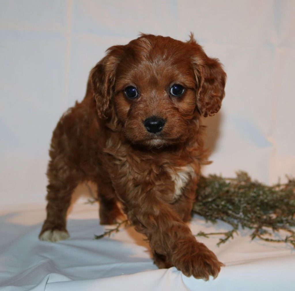 Cavapoo - Lemon