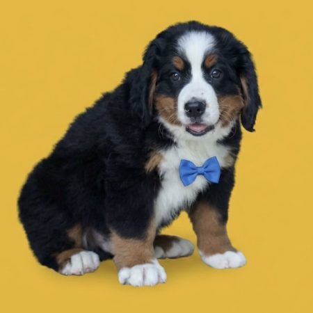 Charlie - Male Bernese Mountain Dog puppy