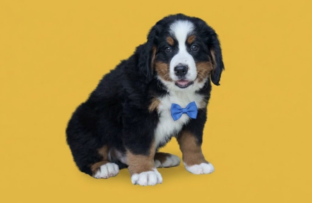 Charlie - Male Bernese Mountain Dog puppy
