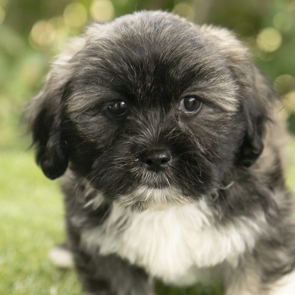 Shihtzu - Henry