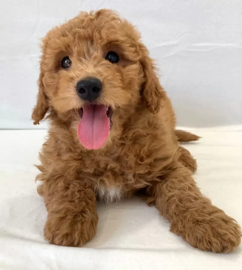 Mini Goldendoodle - Highpoint