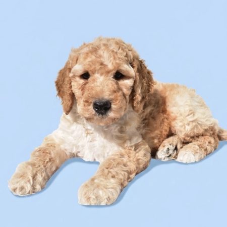 Baxter - Male Standard Poodle puppy