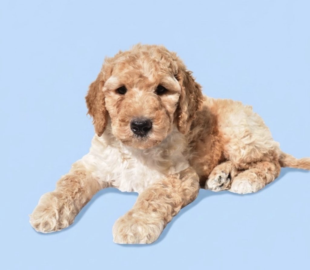 Baxter - Male Standard Poodle puppy