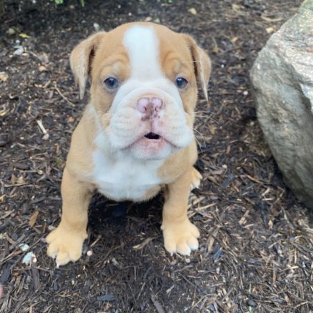 Gunther - Male English Bulldog puppy