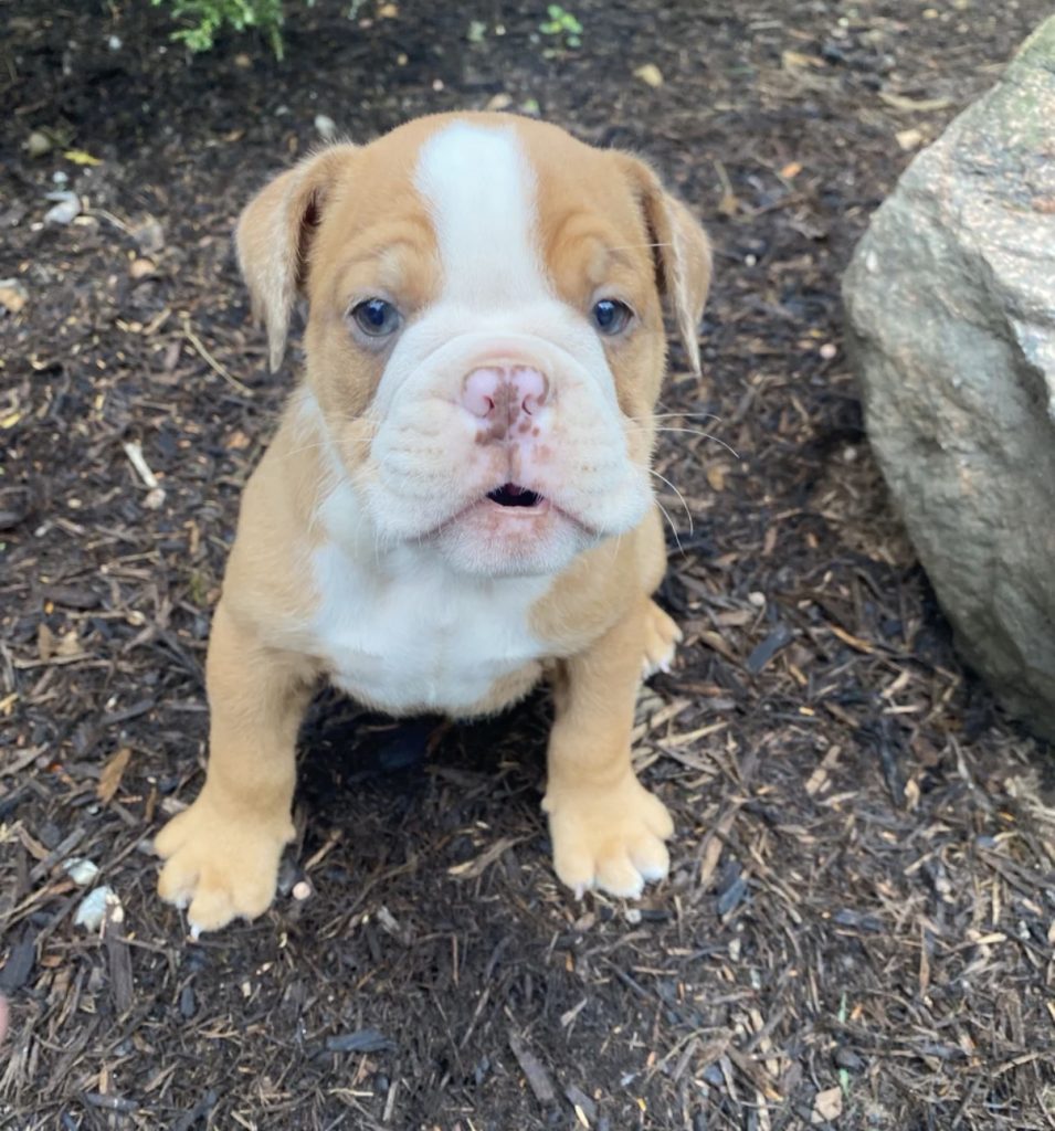 Gunther - Male English Bulldog puppy