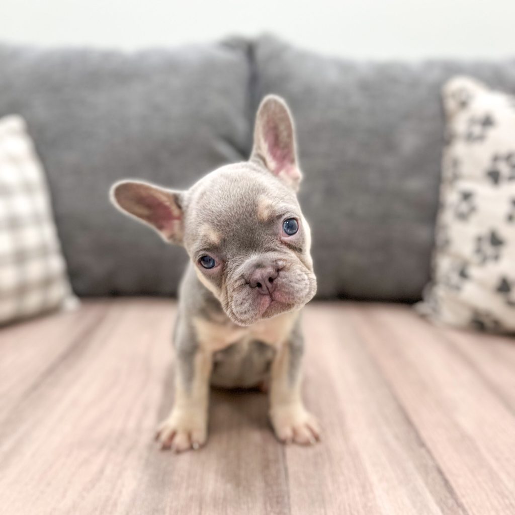 French Bulldog -  Lilly