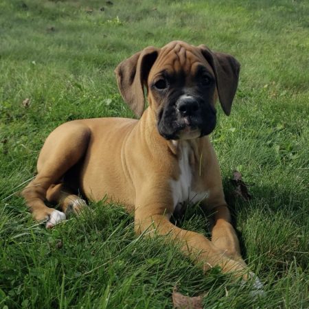Bruiser - Male Boxer puppy