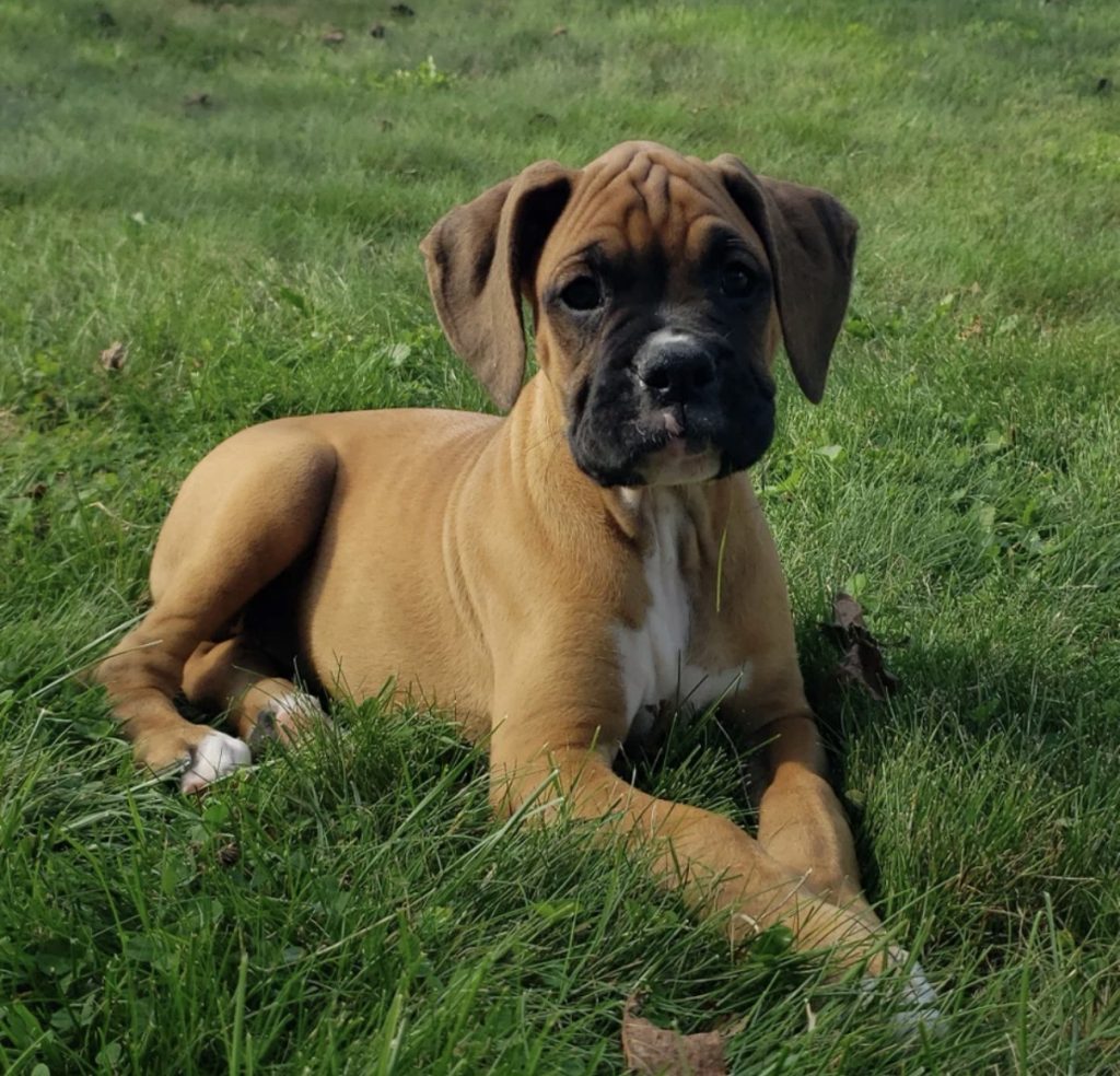 Bruiser - Male Boxer puppy