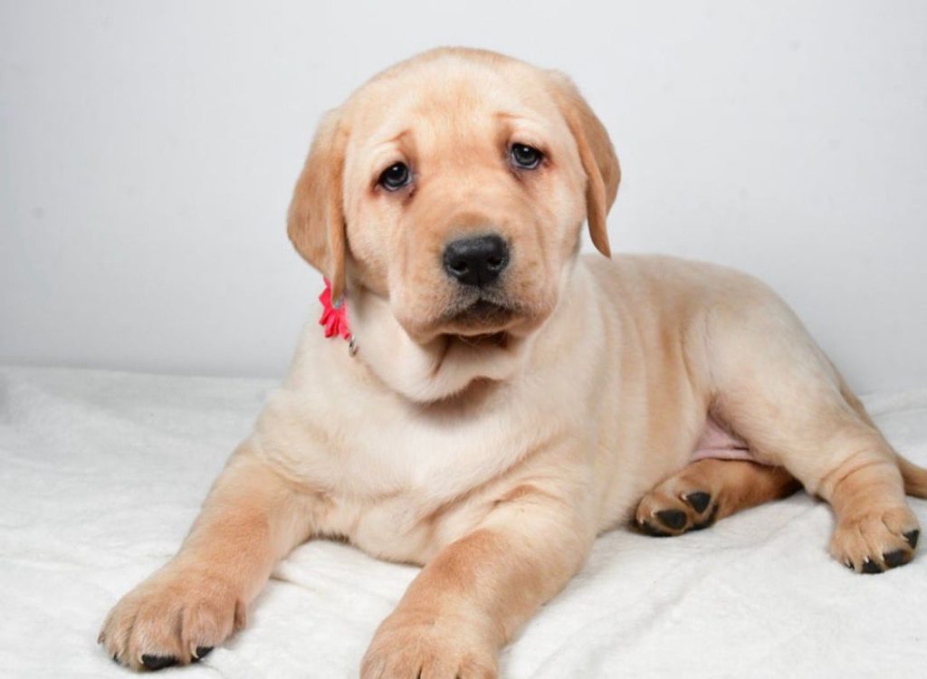 Labrador Retriever - Denny