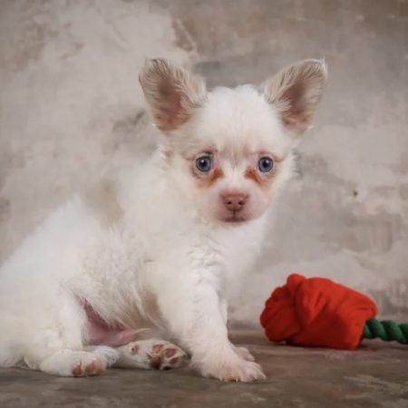 Winston - Male Chihuahua puppy
