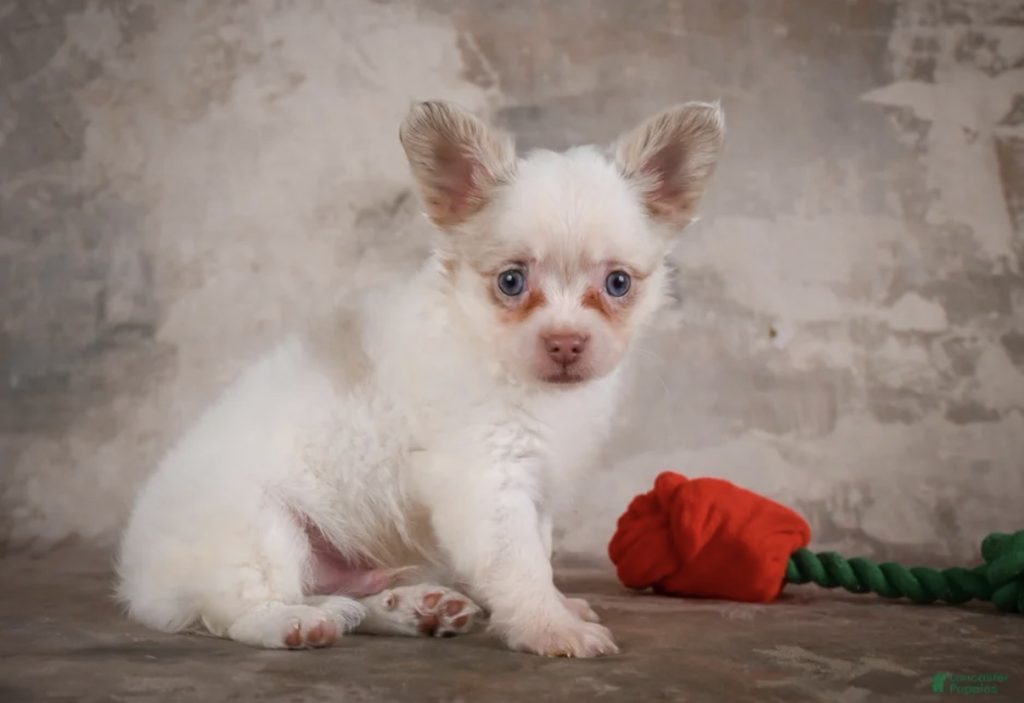 Winston - Male Chihuahua puppy