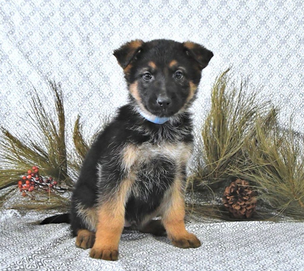 German Shepherd - Rory