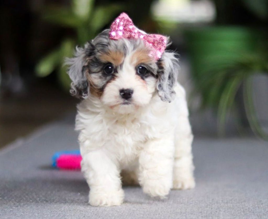 Cavapoo - Rosie