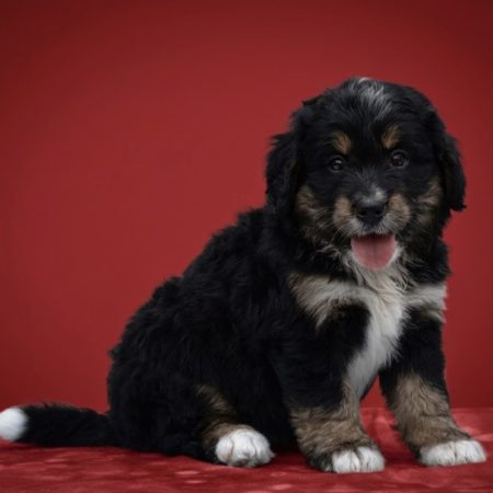 Paddy - Male Mini Bernedoodle puppy