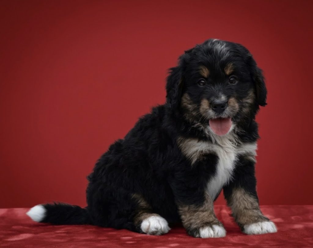 Paddy - Male Mini Bernedoodle puppy