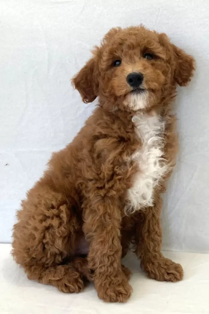Mini Goldendoodle - Harvard