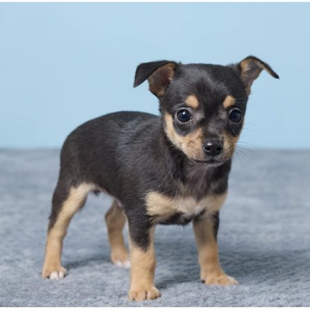 Mikey - Male Chihuahua puppy
