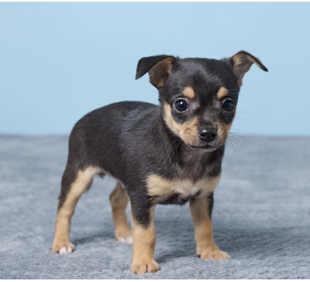 Mikey - Male Chihuahua puppy