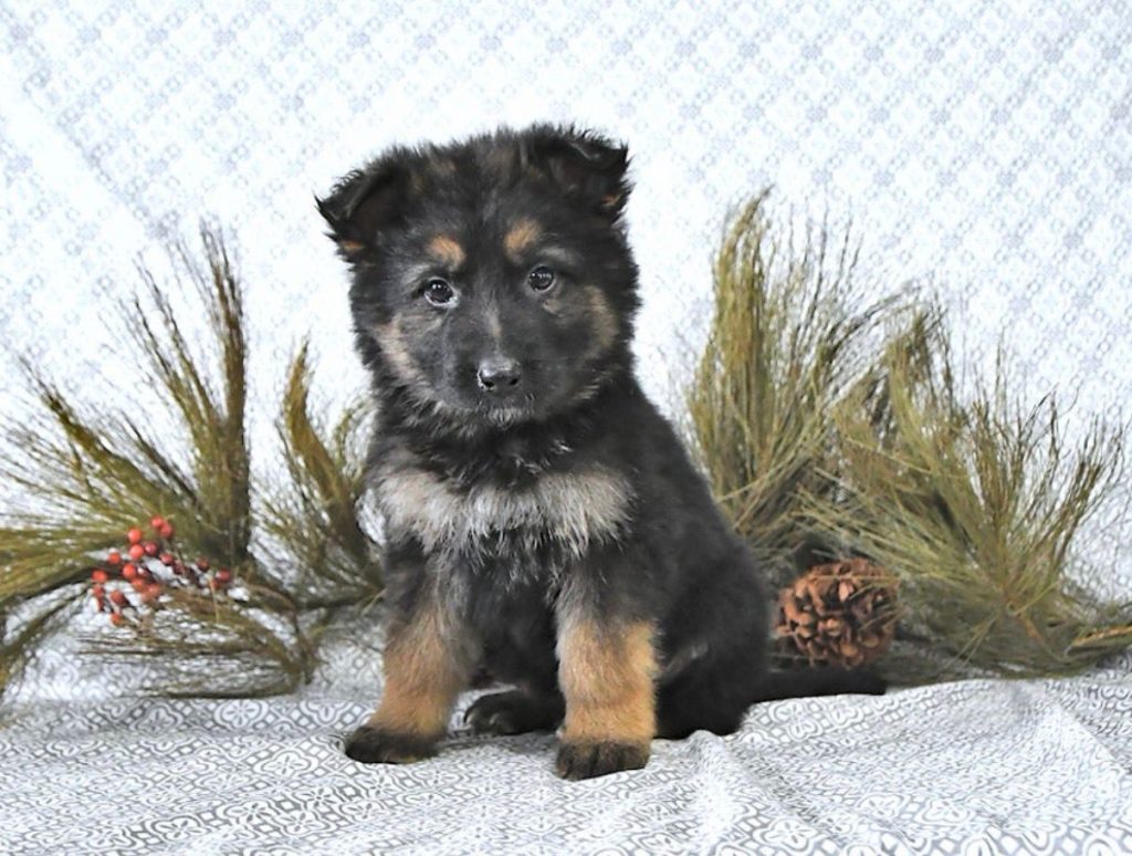 German Shepherd - Fern