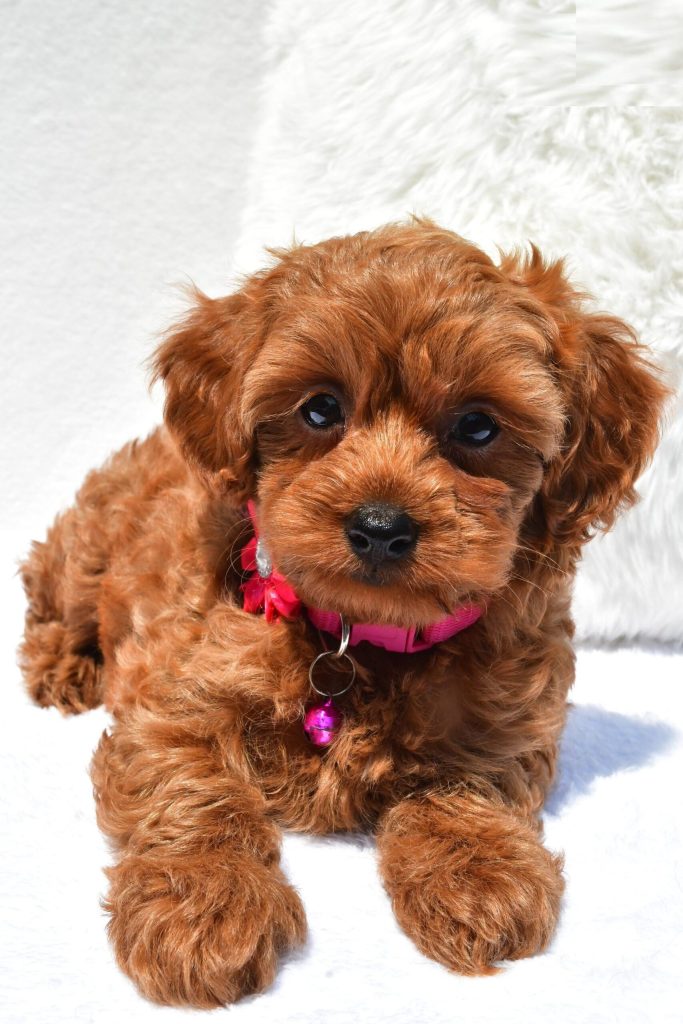 Miniature Poodle - Cupcake